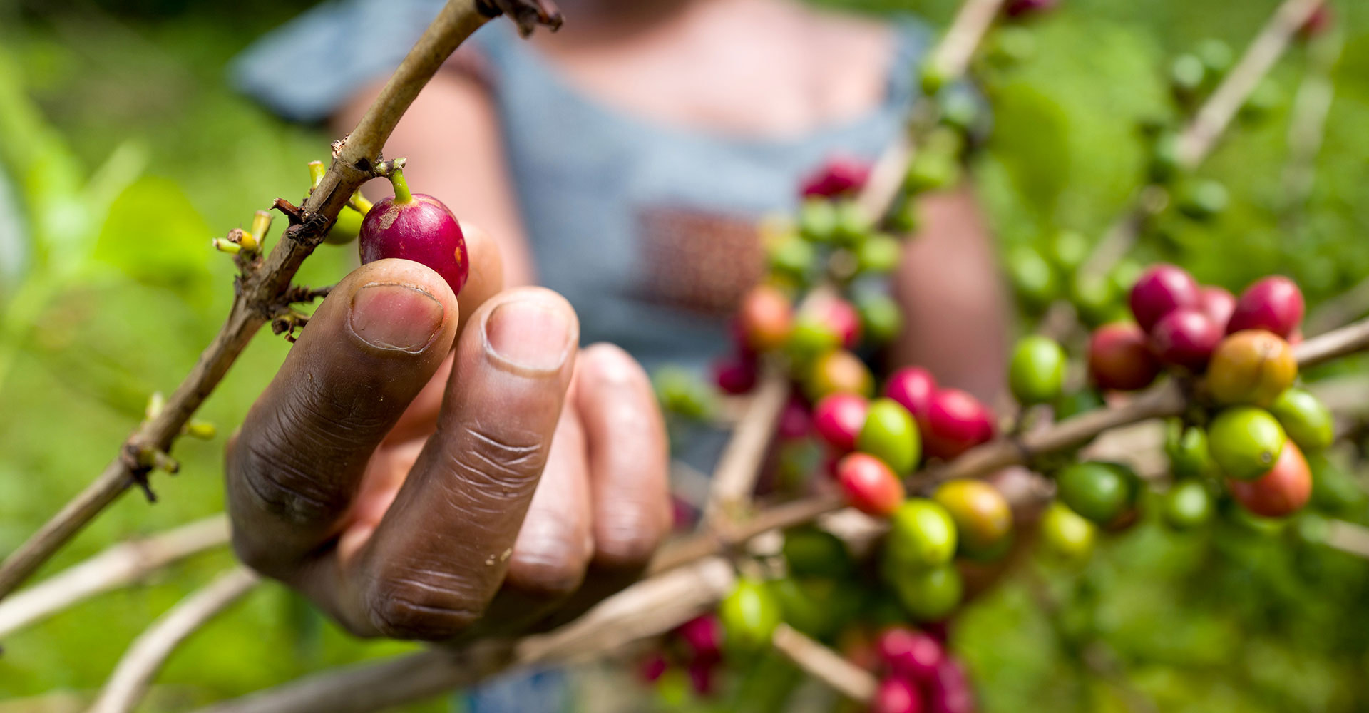 coffee cherries