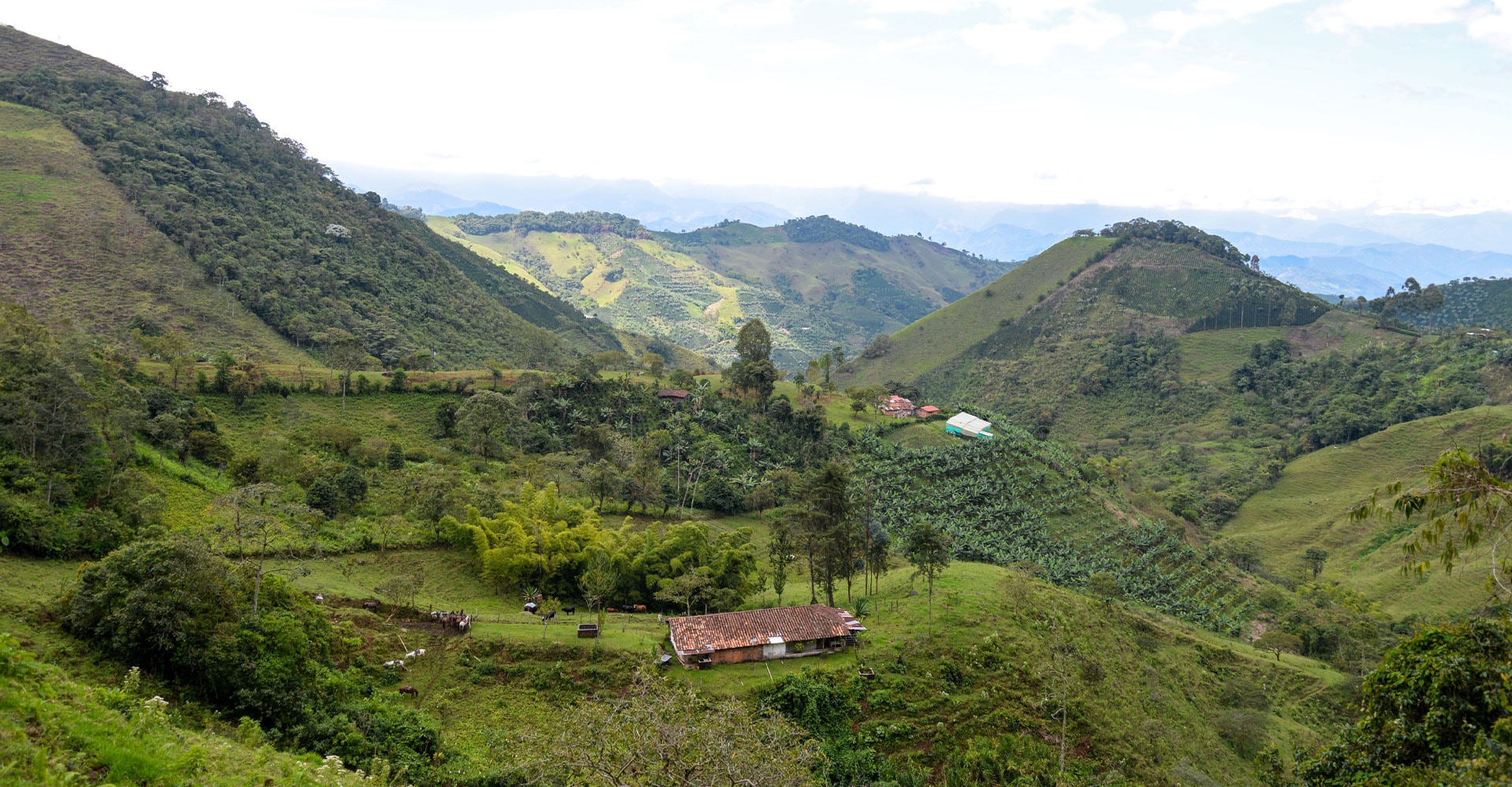 Colombia coffee farm