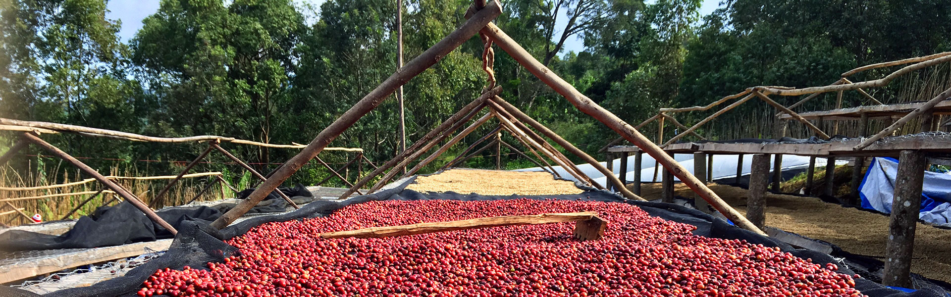 natural process coffee