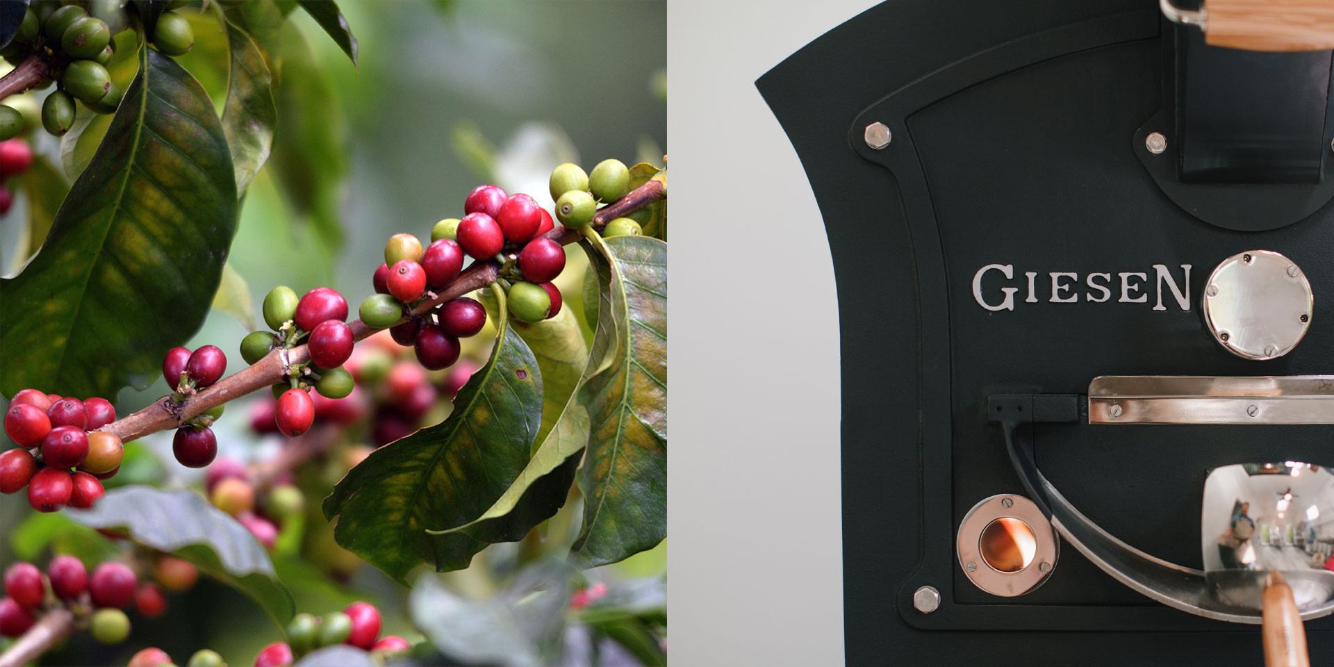 coffee cherries and roaster